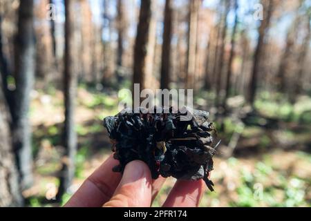 Forêt endommagée par le feu, forêts boréales. Forêts boréales brûlées. Feu de forêt faible feu dans la forêt mixte avec prédominance de pin. Troncs, souches et briques brûlés Banque D'Images