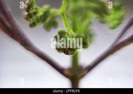 Dendrologie. Eder européen (Sambucus nigra) bourgeon de fleur (aestivation) éclatement, pousse générative (frondescension). Gros plan extrême. mise au point douce Banque D'Images