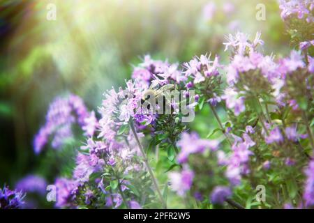 Le rideau de fleur Thyme (Thymus serpyllum) et l'abeille recueille le nectar. L'abeille grise comme espèce de montagne d'abeilles. Miel asiatique de l'Altaï. Le thym est Banque D'Images