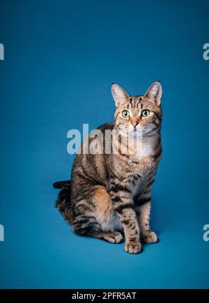 Adulte domestique cheveux courts tabby chat patched assis sur un fond bleu sans couture. Banque D'Images