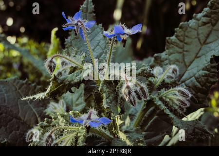 fleurs et plantes de bourrache (gros plan) Banque D'Images