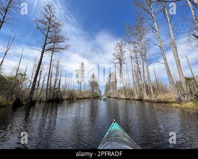 Un couple expérimenté actif pagaie la réserve naturelle nationale d'Okefenokee, le plus grand marais d'amérique du Nord à blackwater et abrite des milliers d'alligators. Banque D'Images