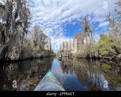 Un couple expérimenté actif pagaie la réserve naturelle nationale d'Okefenokee, le plus grand marais d'amérique du Nord à blackwater et abrite des milliers d'alligators. Banque D'Images