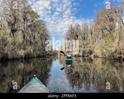 Un couple expérimenté actif pagaie la réserve naturelle nationale d'Okefenokee, le plus grand marais d'amérique du Nord à blackwater et abrite des milliers d'alligators. Banque D'Images