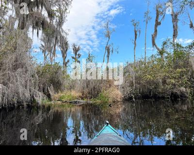 Un kayakiste s'arrête pour observer les alligators qui se reposent le long du rivage à la réserve naturelle nationale d'Okefenokee, le plus grand marécage de blackwater d'Amérique du Nord. Banque D'Images