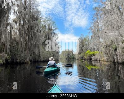 Un couple expérimenté actif pagaie la réserve naturelle nationale d'Okefenokee, le plus grand marais d'amérique du Nord à blackwater et abrite des milliers d'alligators. Banque D'Images