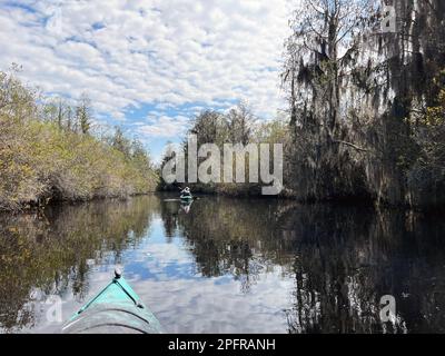 Un couple senior actif pagaie la réserve naturelle nationale iOkefenokee, le plus grand marais d'amérique du Nord et abritant des milliers d'alligators. Banque D'Images