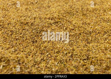 Fleurs de camomille communes séchées en latin - Matricaria camomilla fond. Herbe médicinale. faible profondeur de champ. Banque D'Images