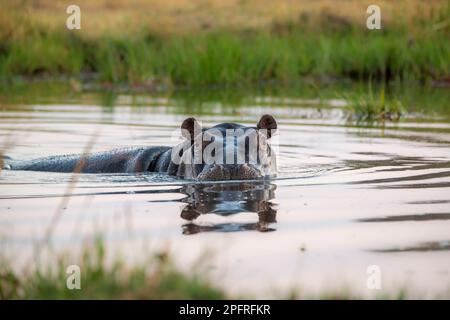 Hippopotamus amphibius, curieux regardant dans la caméra. Atmosphérique. Okavango Delta, Botswana, Afrique Banque D'Images