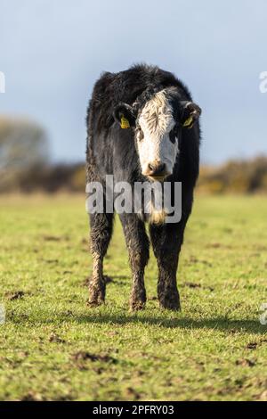 Vaches dans le champ gallois Banque D'Images