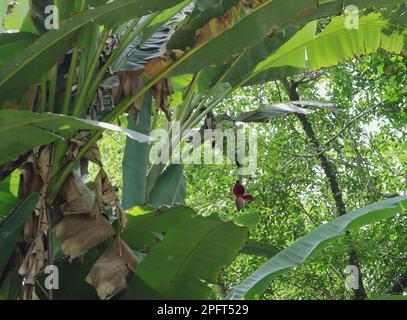 Une inflorescence de Banana avec des fruits immatures pousse sur une plante dans une zone sauvage. C'est la variété la moins populaire Banque D'Images