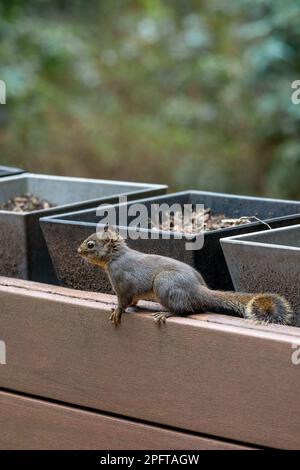 Issaquah, Washington, États-Unis. Douglas Squirrel perché sur le côté d'une boîte de jardinière avec des boîtes de fleurs vides Banque D'Images