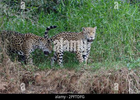 Jaguars (Panthera onca), femme adulte avec jeune sur la rive, rivière Cuiaba, Pantanal, État de Mato Grosso, Brésil Banque D'Images