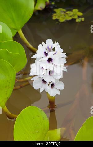 Jacinthe d'eau commune (Eichhornia crassipes), Pantanal, Mato Grosso, Brésil Banque D'Images