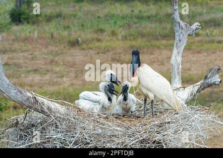 Jabiru mycteria Jabiru () dans le nid avec les poussins, Pantanal, Mato Grosso, Brésil Banque D'Images