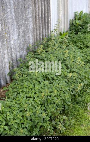 Poussette de Nettle (Urtica dioica) poussant à côté de la ferme, Angleterre, Royaume-Uni Banque D'Images