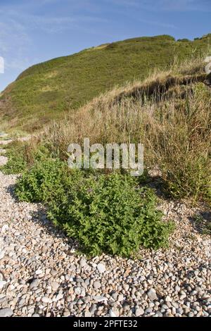 Nuit bittersweet (Solanum dulcamara), famille de nuit, Woody nuit Shade habitude, croissant sur la plage de galets, Ringstead, Dorset, Angleterre, United Banque D'Images