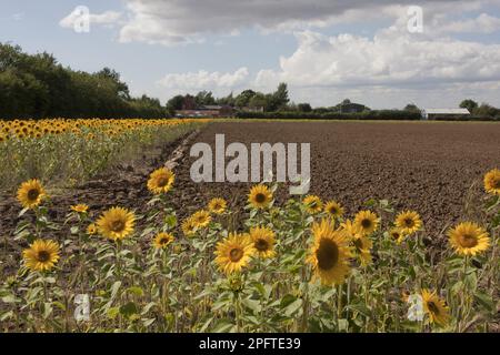 Tournesol (Helianthus annuus), masse de floraison, croissant en marge de champ arable, Barrow upon Humber, Lincolnshire, Angleterre, Royaume-Uni Banque D'Images