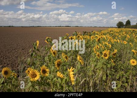 Tournesol (Helianthus annuus), masse de floraison, croissant en marge de champ arable, Barrow upon Humber, Lincolnshire, Angleterre, Royaume-Uni Banque D'Images