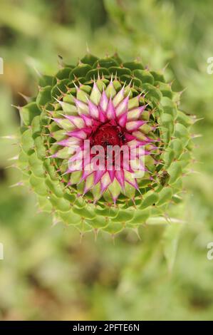 Musk Thistle (Carduus nutans) gros plan de la fleur en développement, Bulgarie Banque D'Images