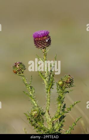 Thistle musqué (Carduus nutans) floraison, Bulgarie Banque D'Images