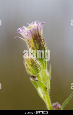 Fleur bleue (Erigeron acer) gros plan d'une fleur qui pousse sur des prairies calcaires, Llanymynech Hill, Powys, pays de Galles, Royaume-Uni Banque D'Images