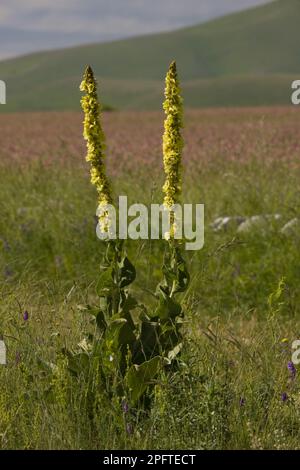 Mulléine feutrine, mulléine orange (Verbascum phlomoides), mulléine ventrale, mulléine pharyngée, fleur de mulléine orange, Grande Piano, Monte Sibillini Banque D'Images