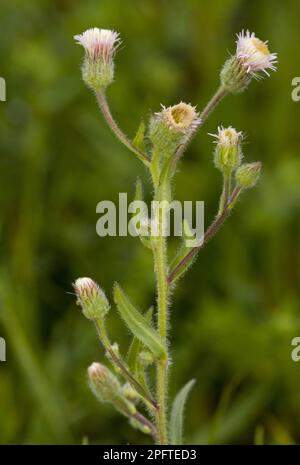 Fleur bleue fullée (Erigeron acer), sur des prairies calcaires, Roumanie Banque D'Images