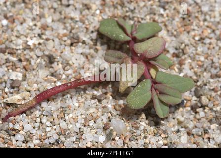 Purple Spurge (Euphorbia peplis) croissant sur une plage de sable, la Rondinara, Corse, France Banque D'Images