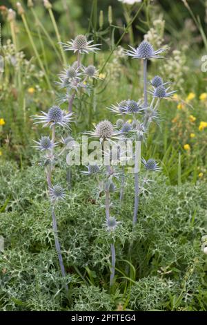 Chardon espagnol (Umbelliferae), floraison pyrénéenne d'Eryngo (Eryngo bourgatii), Pyrénées, France Banque D'Images