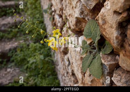 Fleurs crétoises de Mullein (Verbascum arcturus), croissant sur le mur du monastère catholique, Akrotiri, Crète, Grèce Banque D'Images