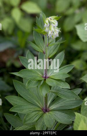 Martagon, Tuerkenbundlie, Martagon-Lilie, Martagon, Tuerkenbundlie, Feuilles de Martagon-Lilie, Liliengewaechse, de Martagon Lily (Lilium martagon) et Banque D'Images