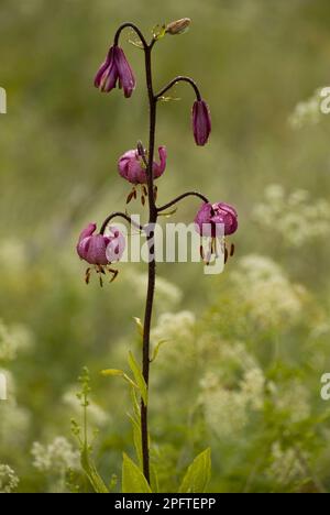 Martagon, Tuerkenbundlie, Martagon-Lilie, Martagon, Martagon-Lilie, Liliengewaechse, Martagon Lily (Lilium martagon) floraison, tôt le matin Banque D'Images