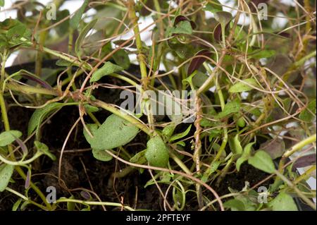 Soie d'ortie, soie européenne, soie de houblon, tweed, dodder européen, Cuscuta europaea, plante parasite sur une plante de thym de troupeau dans une casserole Banque D'Images