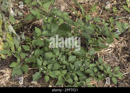 NightShade noir européen (Solanum nigrum), plante à fleurs d'une herbe de campagne annuelle avec de petites fleurs blanches et des baies vertes immatures, Berkshire Banque D'Images