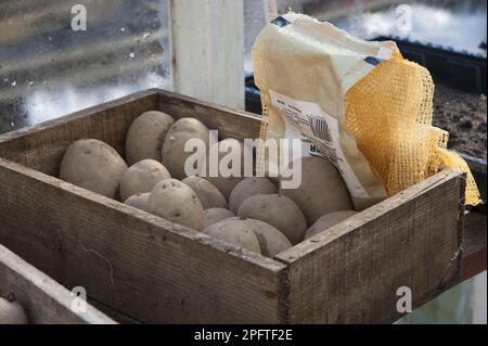 Pomme de terre (Solanum tuberosum) variété 'maris Piper', tubercules de graines en boîte en bois, en serre de jardin, boutures, Lancashire, Angleterre, Royaume-Uni Banque D'Images