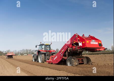 Récolte de pommes de terre (Solanum tuberosum), préparation du lit de semence à l'aide de la machine à enlever les pierres Grimme tractée par le tracteur Massey Ferguson 7620, Yorkshire, Angleterre Banque D'Images