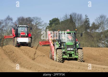 Récolte de pommes de terre (Solanum tuberosum), préparation du lit de semence à l'aide de la machine de dépose de pierres Grimme tractée par les tracteurs John Deere 6930 et Massey Ferguson Banque D'Images