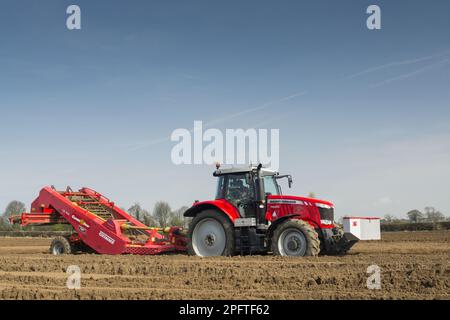 Récolte de pommes de terre (Solanum tuberosum), préparation du lit de semence à l'aide de la machine à enlever les pierres Grimme tractée par le tracteur Massey Ferguson 7620, Yorkshire, Angleterre Banque D'Images