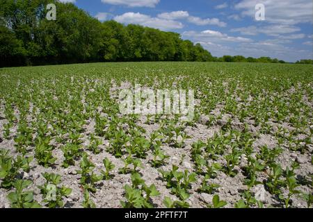 Field Bean (Vicia faba), jeune culture, culture au champ, Sussex, Angleterre, Royaume-Uni Banque D'Images