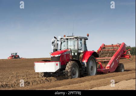 Récolte de pommes de terre (Solanum tuberosum), préparation du lit de semence à l'aide de la machine à enlever les pierres Grimme tractée par le tracteur Massey Ferguson 7620, Yorkshire, Angleterre Banque D'Images