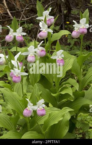 La floraison du Slipper de lady (Cypripedium reginae) pousse en fène, Ontario, Canada Banque D'Images