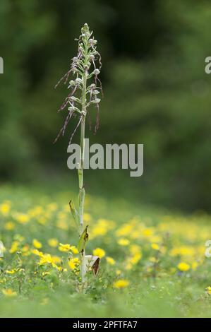 Pic à fleurs de l'Orchid de lézard (Himantoglossum hircinum), croissant sur la prairie de craie, Kent, Angleterre, Royaume-Uni Banque D'Images