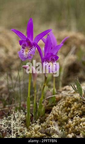 Bouche du dragon en fleur (Arethusa bulbosa), qui pousse dans une tourbière, Terre-Neuve, Canada Banque D'Images