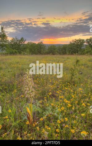 Orchidée à fleurs de lézard (Himantoglossum hircinum) poussant sur un pré calcaire au coucher du soleil, Causse de Gramat, massif Central, région du Lot, France Banque D'Images