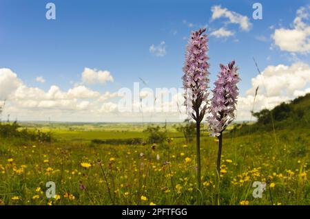 Orchidée tachetée commune (Dactylorhiza fuchsii) deux aiguilles de fleurs, croissant dans un pré sur une colline, Ivinghoe Beacon, Chiltern Hills Banque D'Images