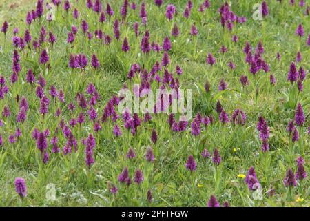 Floraison de l'Orchidée du marais méridional (Dactylorhiza praetermissa), masse dans les dunes côtières, Gibraltar point N. N. R. Lincolnshire, Angleterre, Royaume-Uni Banque D'Images