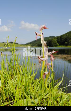 Fleur langue-orchidée (Serapias lingua), dans l'habitat du lac, Sicile, Italie Banque D'Images