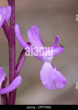 Sud Violet précoce Sud Orchidée pourpre précoce (Orcis olbiensis) gros plan de fleur, avec petite araignée, Andalousie, Espagne Banque D'Images