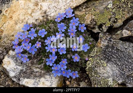 Floraison du roi des Alpes (Erythrichium nanum), avec une croissance de 2900m, haute Engadine, Alpes suisses, Suisse Banque D'Images